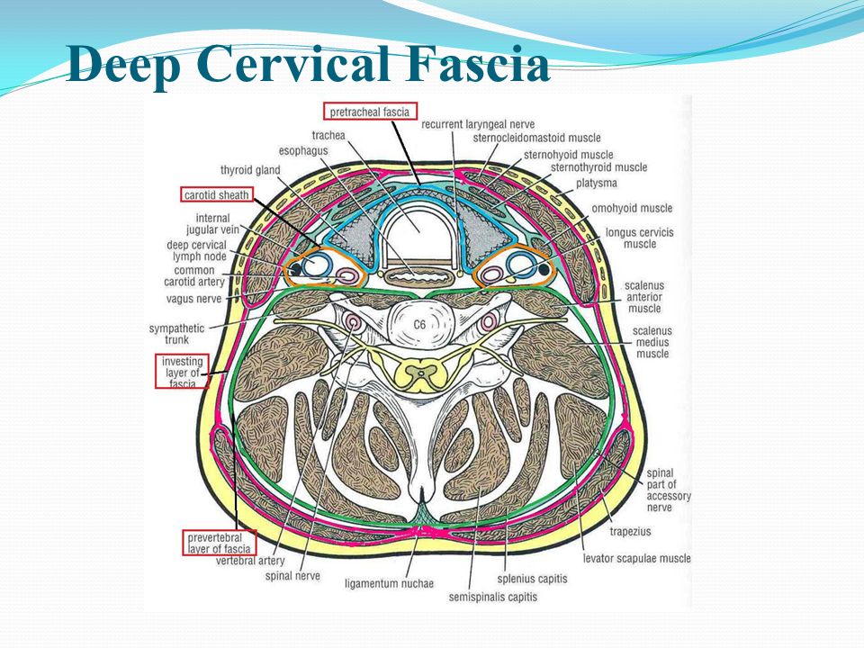 investing layer of deep cervical fascia attachments international